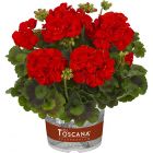 Пеларгония зональная Toscana Trend Red