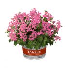 Пеларгония плющелистная Toscana Minibalkon Rose