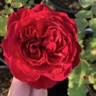 Роза Тесс оф зе Д`Эрбервилль плетистая, Imperial Rose