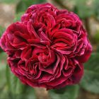 Роза Фальстаф плетистая, Imperial Rose