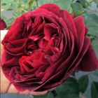 Роза Фальстаф плетистая, Imperial Rose