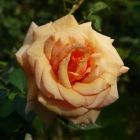 Роза Пако Рабан чайно-гибридная, Imperial Rose