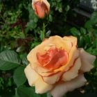 Роза Пако Рабан чайно-гибридная, Imperial Rose