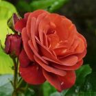 Роза Браун Велвет флорибунда, Imperial Rose