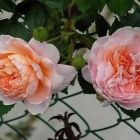 Роза Колет флорибунда, Imperial Rose