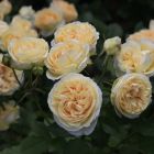 Роза Женевьева Орси флорибунда, Imperial Rose