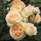 Роза Женевьева Орси флорибунда, Imperial Rose