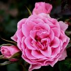 Роза Ай Эм Грейтфул флорибунда, Imperial Rose