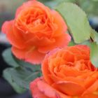 Роза Оранж Мейлав флорибунда, Imperial Rose