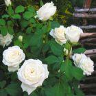 Срезочный сорт Анастасия: как вырастить легендарные белые розы - Дачная помощь