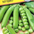 Семена Горх "Муцио" 4 гр, Престиж