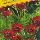 Семена Адонис "Красная кровь" 0,1 гр, Престиж