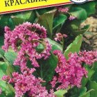 Семена Бадан "Красавица" 10 шт, Престиж