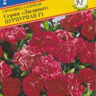 Семена Гвоздика садов. "Лилипот" Пурпурная F1 5 шт, Престиж