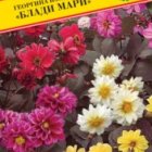 Семена Георгина изменчивая "Блади Мари" 20 шт, Престиж