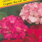 Семена Герань гибридная "Буллс ай" F1 Смесь (красная листва) 5 шт, Престиж