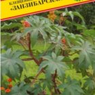 Семена Клещевина "Занзибарская" 5 шт, Престиж