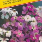 Семена Маттиола двурогая ( Ночная фиалка ) 0,1 гр, Престиж