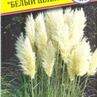 Семена Пампасная трава "Белый шлейф" 0,1 гр, Престиж