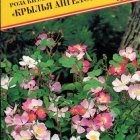 Семена Роза китайская Крылья Ангелов 20 шт, Престиж