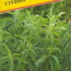 Семена Стевия (Медовая трава) 5 шт, Престиж