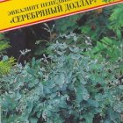 Семена Эвкалипт "Серебряный доллар" 5 шт, Престиж