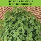 Семена Базилик овощной Шалун (А) 0,1, Поиск