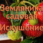 Семена Земляника Искушение (А) 10, Поиск