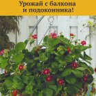 Семена Земляника Чаровница (А) 5, Поиск