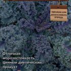 Семена Капуста листовая Фиолетовое кружево (А) 0,1, Поиск