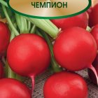 Семена Редис Чемпион 3, Поиск