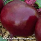 Семена Свекла столовая Хуторянка (А) 3, Поиск