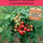 Семена Томат Красная шапочка (А) 5, Поиск