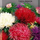 Семена Астра коготковая Смесь окрасок 0,3, Поиск