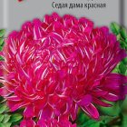 Семена Астра пионовидная Седая дама красная 0,3, Поиск