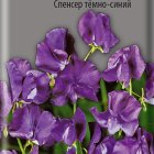 Семена Душистый горошек Спенсер темно-синий 1, Поиск