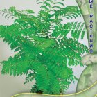 Семена Жакаранда мимозолистная . 5, Поиск