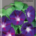 Семена Ипомея Фиолетовая с пурпурными стрелами 0,5, Поиск