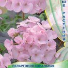 Семена Пеларгония зональная Шоколадница Нежно-розовая 5, Поиск