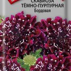 Семена Скабиоза темно-пурпурная Бордовая 0,2, Поиск