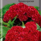 Семена Целозия гребенчатая Крошка красная 0,1, Поиск