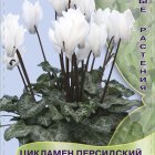 Семена Цикламен персидский мини Белый 2, Поиск