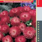 Семена Маргаритка F1 (серия Habanera) Хабанера Красная, 5драже в пробирке, Плазменные семена