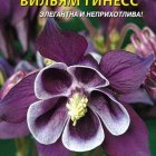 Семена Аквилегия Вильям Гинесс, 0,05 гр, Плазменные семена