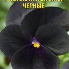 Семена Виола Чистые кристаллы черные, 0,1 гр, Плазменные семена