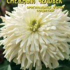 Семена Цинния супер-кактус Снежный человек, 0,25 гр, Плазменные семена