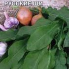 Семена Щавель Русские щи, 0,5 г, ц/п