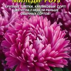 Семена Астра Миледи Роуз 0,2г, Плазменные семена