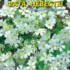 Семена Гипсофила Фата невесты , 0,05г, Плазменные семена