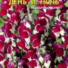 Семена Львиный зев День и Ночь  0,05гр, Плазменые семена